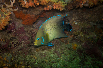 A beautiful angle fish on a dive sport next to Gili Meno, Indonesia