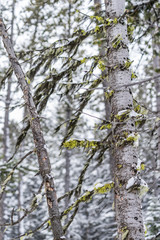 Obraz premium Moss and Trees in the woods with snow in the winter