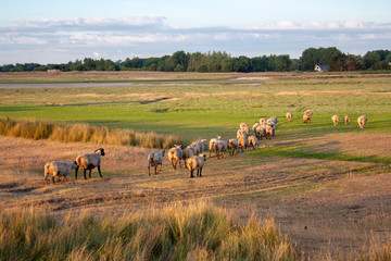 Obraz premium animal mouton dans le pré