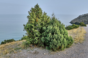 Rocks along the Black Sea coast in Crimea, on which junipers grow. Relic tract of ancient junipers...