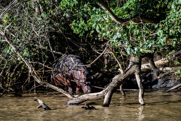 Hiding baby hippo