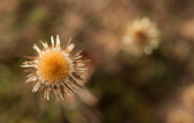 carline thistle(Carlina vulgaris)