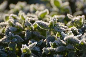 Givre