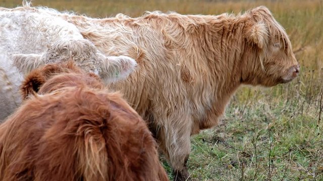 Highland cattle - Bo Ghaidhealach -Heilan coo - a Scottish cattle breed with characteristic long horns and long wavy coats on the Isle of Skye in the rain , Highlands of Scotland