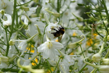 Obraz premium striped worker