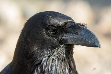 Northern Raven at Fuerteventura Canary Islands