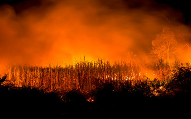 Forest fires