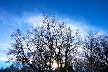 Beautiful trees on sky background, tree, sky.