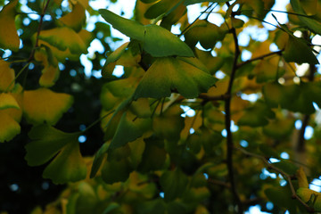 Sprig of ginkgo biloba in natural background.