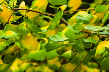 Ginkgo biloba tree branch with leafs against lush green background.