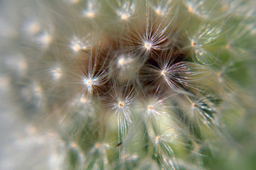 dandelion on black background