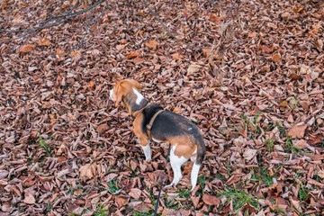 A smart beagle puppy on a walk in the city Park. Tricolor Beagle puppy is watching a peaceful...