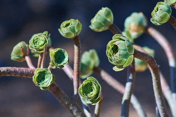 Rosette buds of the common houseleek, sempervivum tectorum, cultivated with long stems, in a rural...