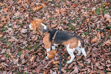 A smart beagle puppy on a walk in the city Park. Tricolor Beagle puppy is watching a peaceful autumn landscape.