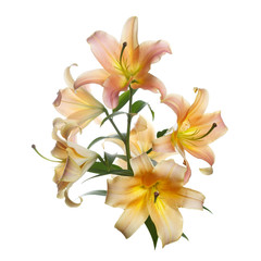 A branch of orange lily on a white background.