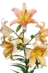 Fototapeta na wymiar A branch of orange lily on a white background.