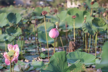 Fototapeta na wymiar Lotus​ Thailand