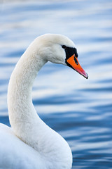 A swan floating on the lake. A portrait of a white swan.