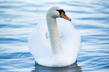 A swan floating on the lake. A portrait of a white swan.
