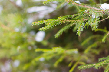 green fir branches covered with snow in the winter forest