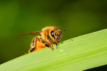 bees on plant leaves