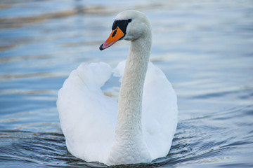 Obraz premium A swan floating on the lake. A portrait of a white swan.