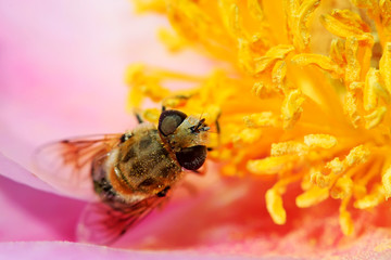 hoverfly on the yellow flowers