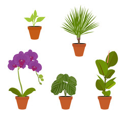 Various potted houseplants. Garden potted plants. Vector set potted plants.