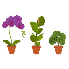 Various potted houseplants. Garden potted plants. Vector set potted plants.