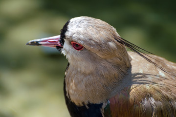 lapwing/peewit close up portrait