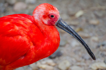 red ibis (Eudocimus ruber) close up