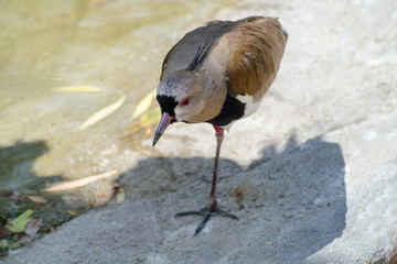 lapwing/peewit is on one leg