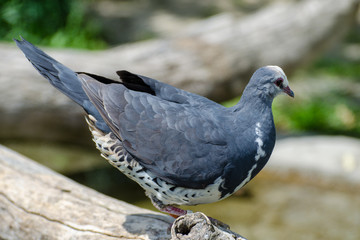 Fototapeta premium speckled pigeon on tree