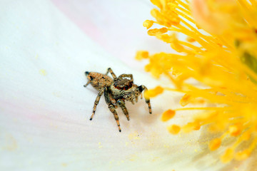 Jumping spiders on the white petals