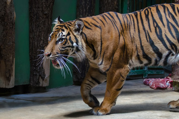 Tiger walking in zoo