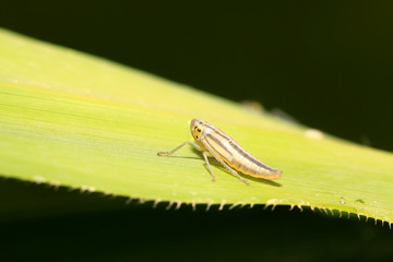 green leafhopper larvae