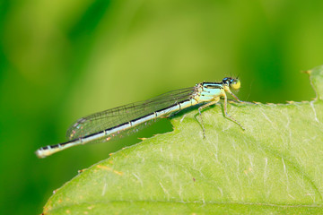 damselflies