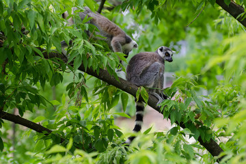 lemurs are sitting on a branch