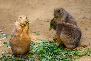 prairie dogs eating green grass