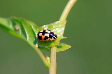 ladybird