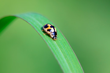ladybird