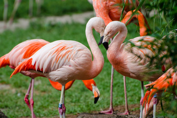 Fototapeta na wymiar pink flamingos on green lawn