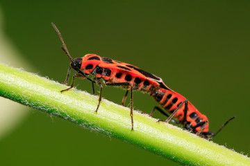 lygaeidae insect mating on green leaves