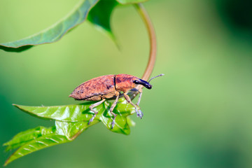 weevil