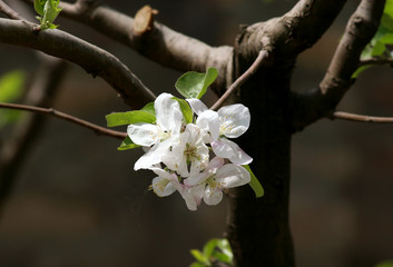 white flowers of apple tree