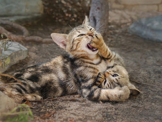 Two young kittens playing and wrestling each other, Aegean  island, Greece