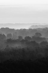 Mystical view on forest under haze at early morning. Eerie mist among layers from trees silhouettes in taiga in monochrome. Calm atmospheric minimalistic monochrome landscape of majestic nature.
