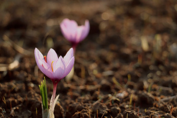 Saffron flowers in Kashmir valley