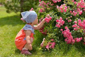 Little girl in walking in the garden, admiring and sniffing pink roses.