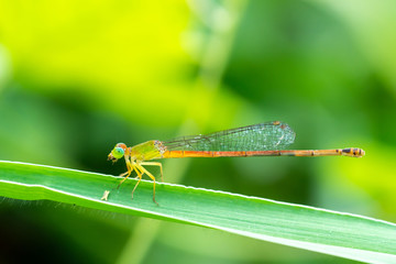 dragonfly on leaves